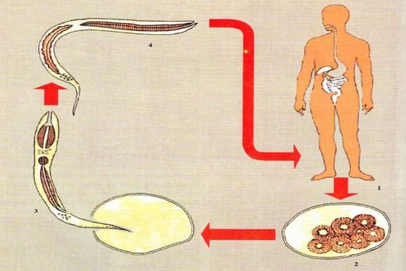 Cycle de vie de développement des parasites