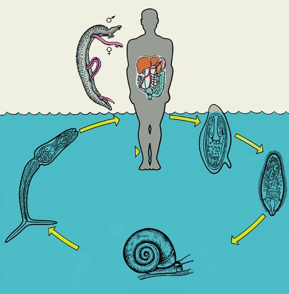 Diagramme du cycle de vie de Schistosoma