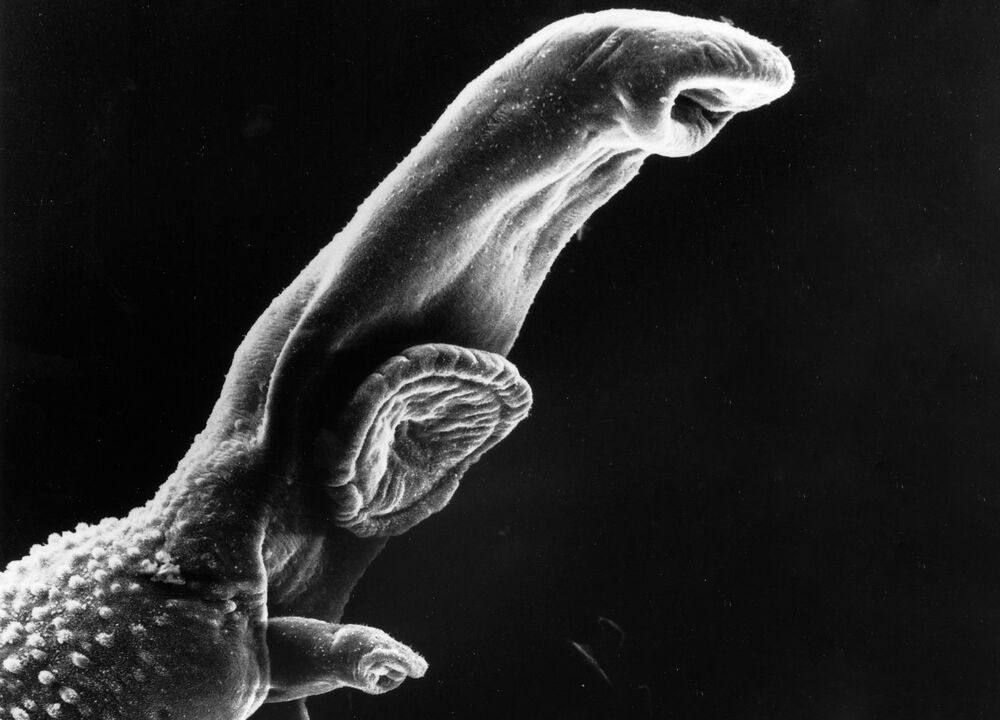 Schistosoma est un parasite dont le cycle de vie nécessite un hôte intermédiaire. 