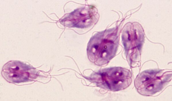 les parasites les plus simples de lamblia dans le corps humain