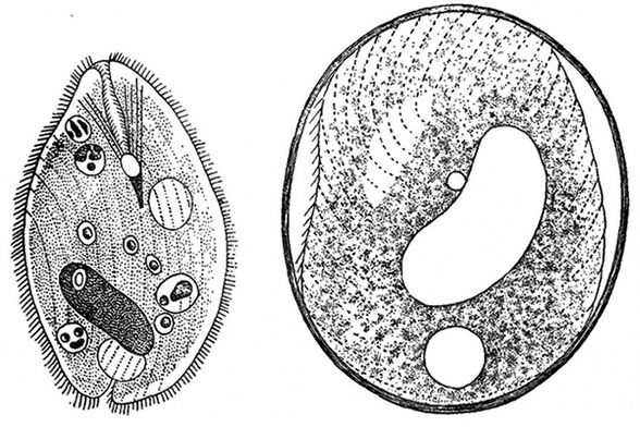 parasites protozoaires des balantidies