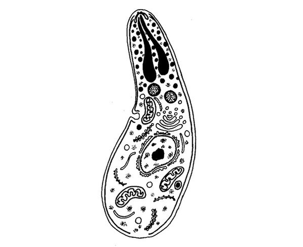 parasites protozoaires