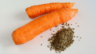 La carotte graines de parasites